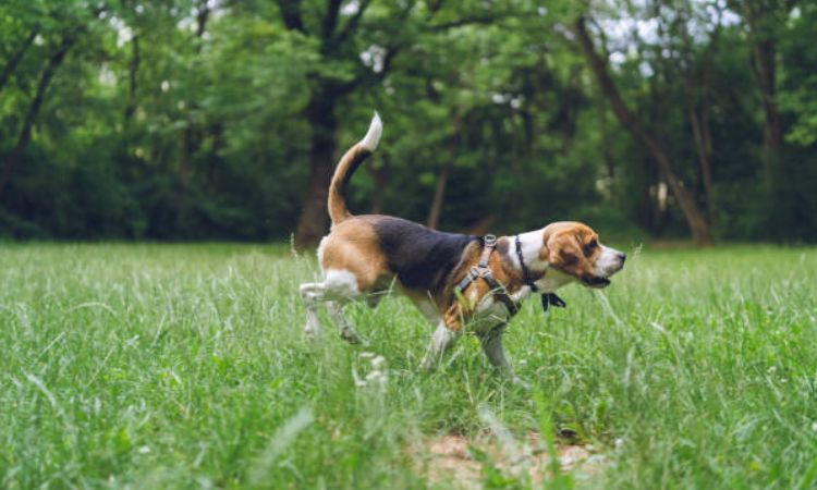 How to Help Your Beagle Reach Top Speed