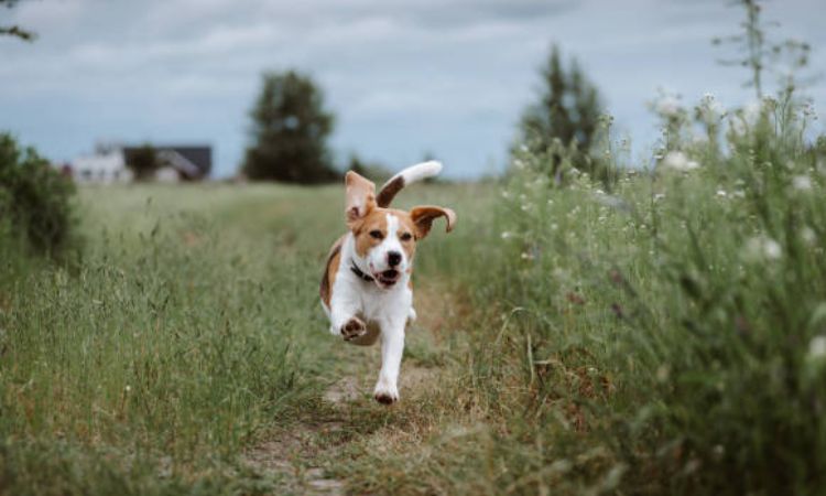 How Fast Can a Beagle Run