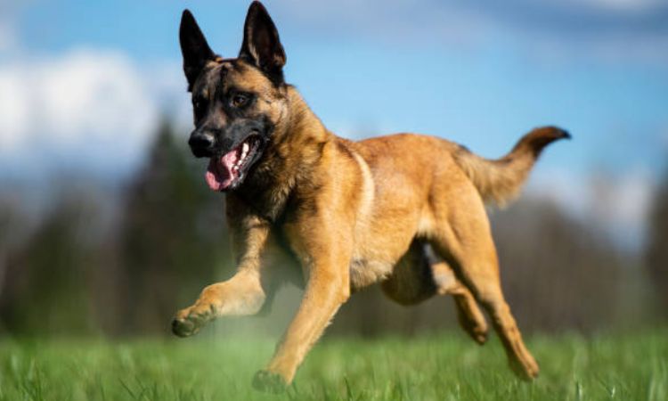 Belgian Malinois Run