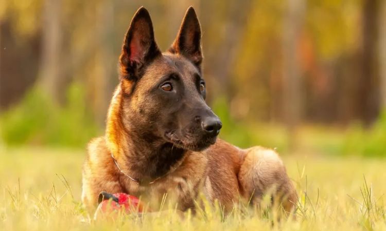 Belgian Malinois