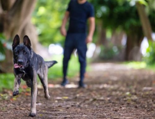 How Fast Can a Belgian Malinois Run? 4 Key Factors Affecting Their Top Speed