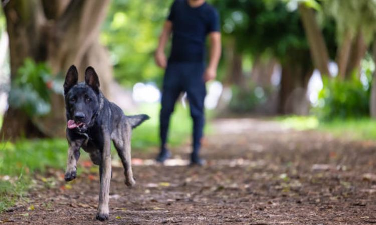 How Fast Can a Belgian Malinois Run