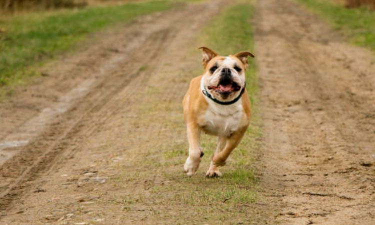Why Bulldogs Aren’t Built for Speed