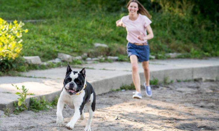 Tips to Safely Exercise Your Bulldog