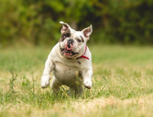 How Fast Can a Bulldog Run? (The Surprising Truth About Their Top Speed)