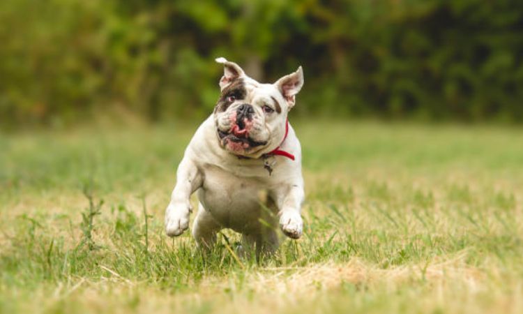 How Fast Can a Bulldog Run?