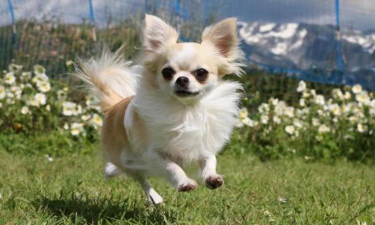 Can You Run with Your Chihuahua?