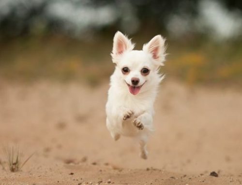 How Fast Can a Chihuahua Run? Speed, Stamina, and Safety Tips for Your Tiny Dynamo