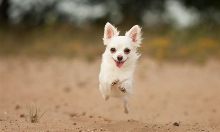 How Fast Can a Chihuahua Run
