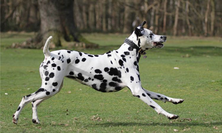 how fast can a dalmatian run