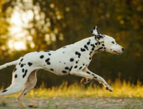 How Fast Can a Dalmatian Run? A Deep Dive into Their Speed and Endurance
