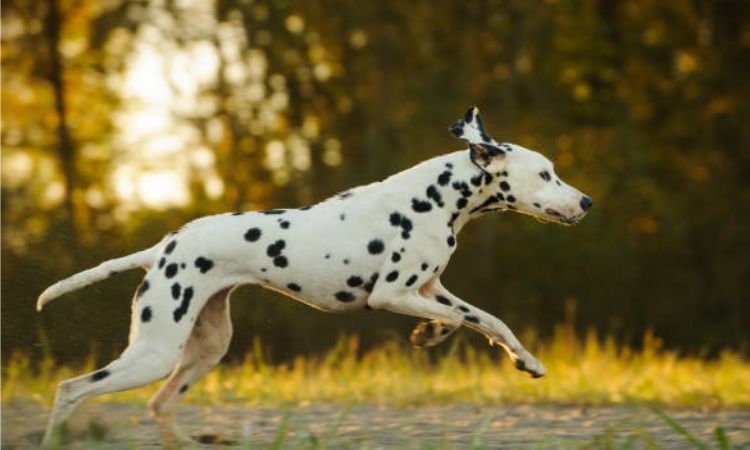 How Fast Can a Dalmatian Run