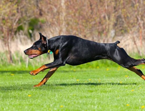 How Fast Can a Doberman Run? Speed, Training Tips, and Safety Guide for Owners