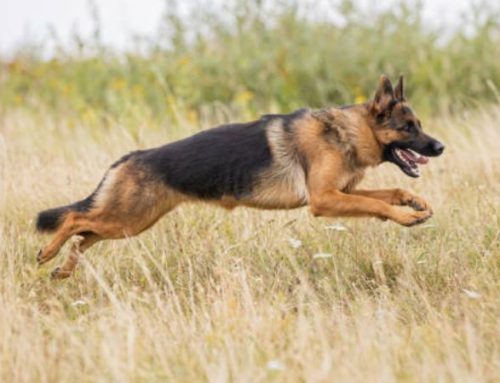 How Fast Can a German Shepherd Run? Speed, Stamina, and Top Running Facts