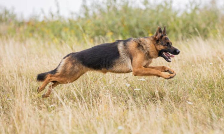 How Fast Can a German Shepherd Run