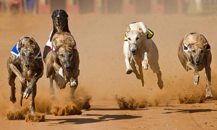 Greyhound Endurance