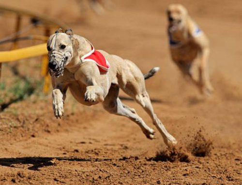 How Fast Can a Greyhound Run? The Facts Behind the World’s Fastest Dog