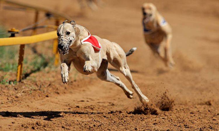 How Fast Can a Greyhound Run
