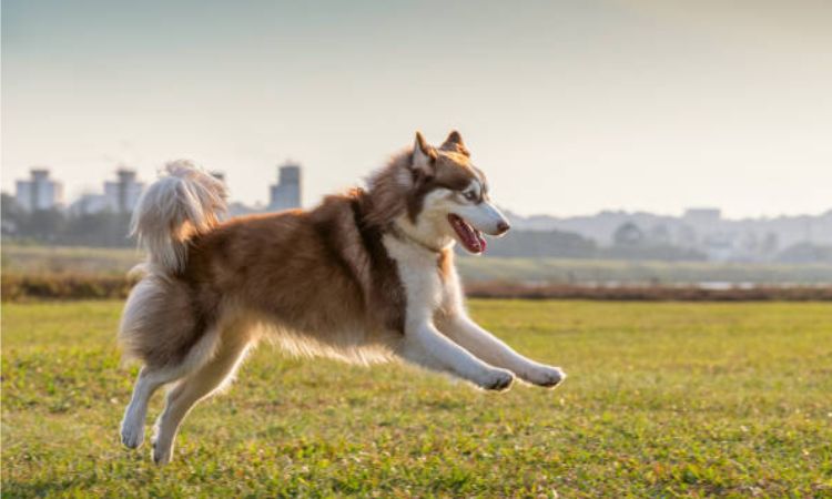 Factors That Affect a Husky’s Running Speed