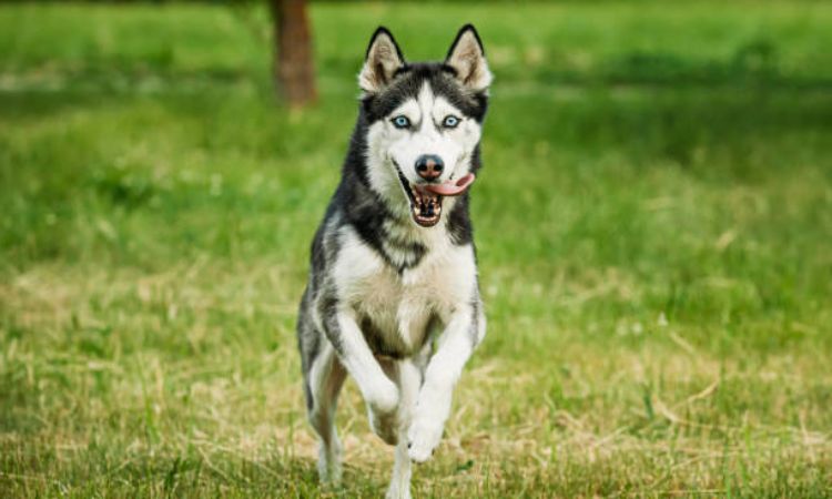 Can You Run With Your Husky?