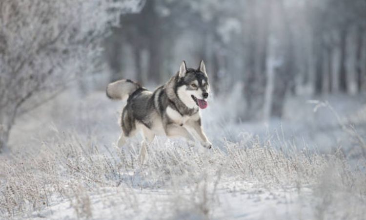 How Fast Can a Husky Run