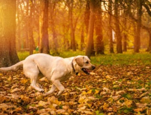 How Fast Can a Labrador Run? The Surprising Speed of Labs & Training Secrets to Boost It