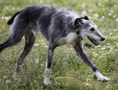 How Fast Can a Lurcher Run? Lurcher Speed vs. Greyhounds Compared