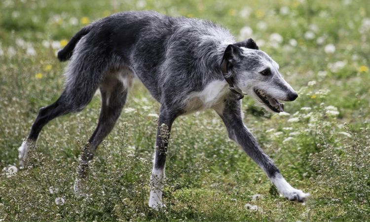 How Fast Can a Lurcher Run