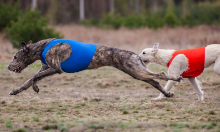 are lurchers faster than greyhounds