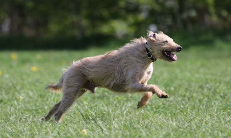 how fast can a lurcher run