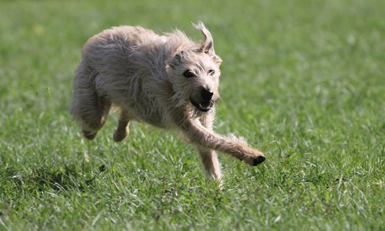 how fast can a lurcher run