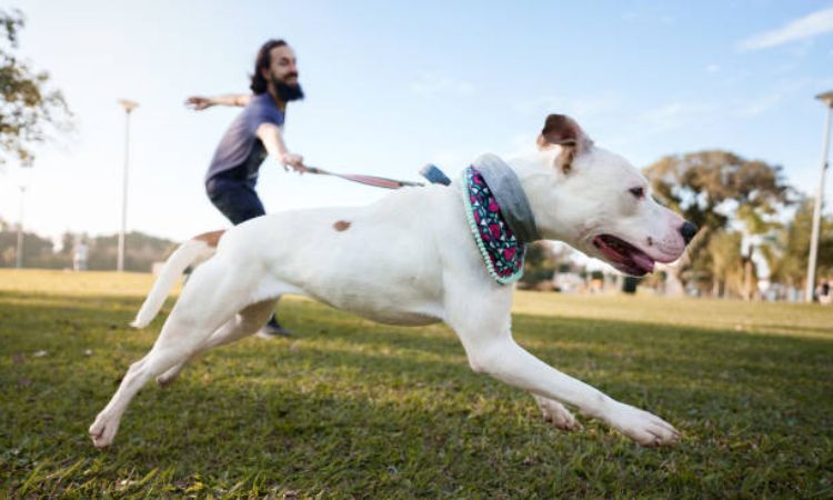 Safety Tips for Running with Your Pitbull