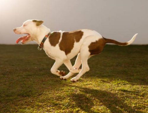 How Fast Can a Pitbull Run? The Definitive Guide to Pitbull Agility and Maximum Speed