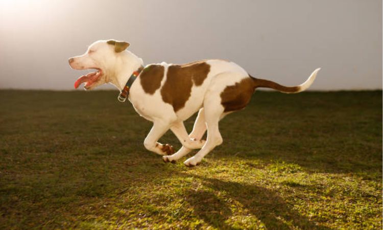 How Fast Can a Pitbull Run