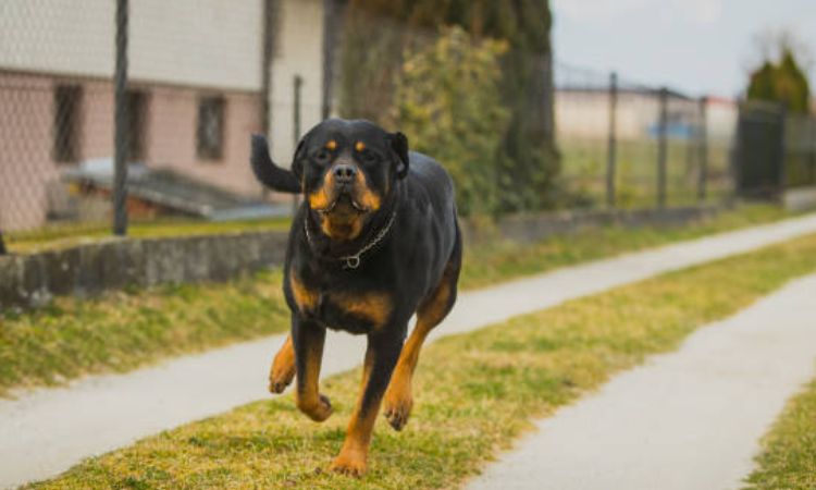 Rottweiler Run