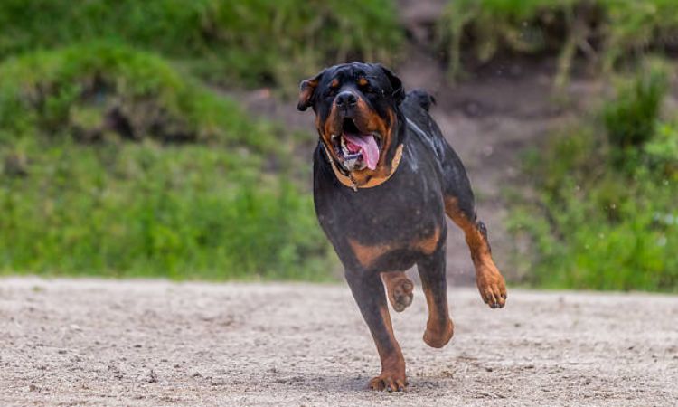 Factors That Affect How Fast Your Rottweiler Can Run