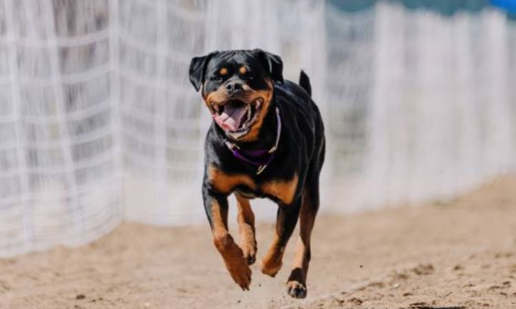 how fast can a rottweiler run