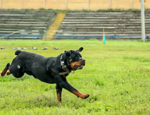 How Fast Can a Rottweiler Run? Full Speed & Endurance Guide for Owners