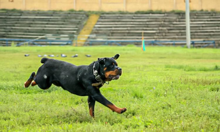 How Fast Can a Rottweiler Run