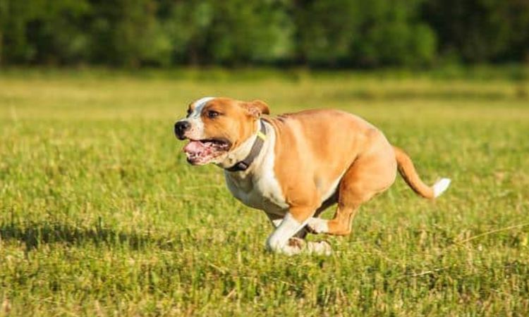 Safe Running Distances for Adult Staffordshire Bull Terriers