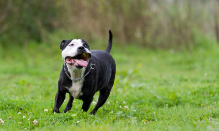 Safe Staffy Running and Training Tips