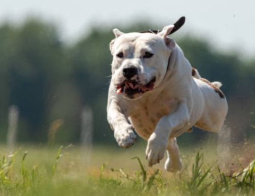 How Fast Can a Staffy Run? Vet-Backed Advice on Safe Running Distances and Training