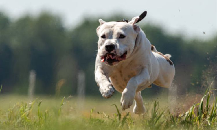 How Fast Can a Staffy Run