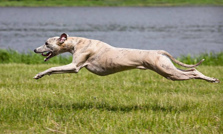 Fun Ways to Channel Your Whippet’s Speed