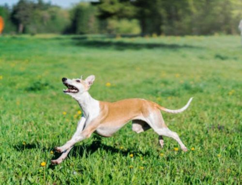 How Fast Can a Whippet Run? Shocking Speeds Explained for New Owners