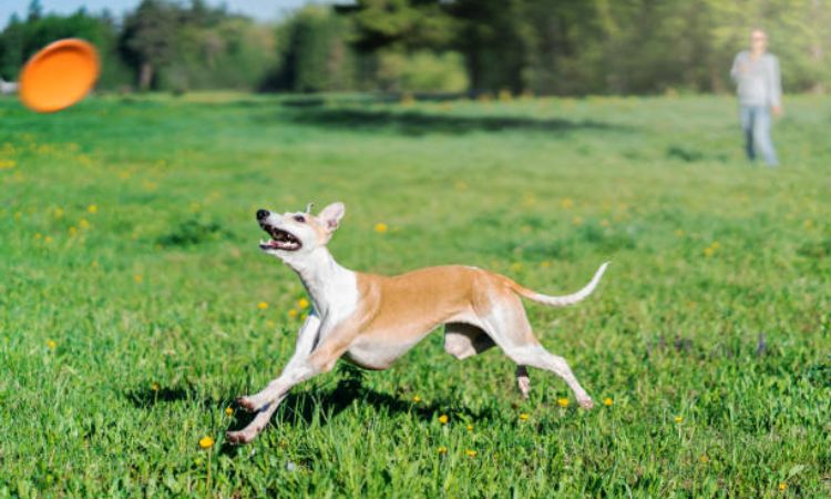 How Fast Can a Whippet Run