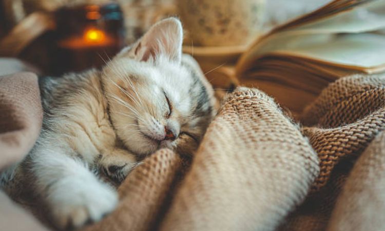 How Much Do Kittens Sleep at Different Stages?