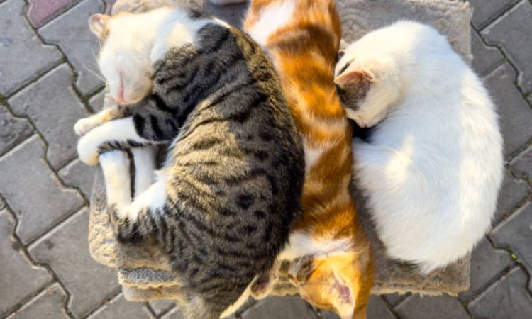 How Many Hours Do Adult Cats Sleep?