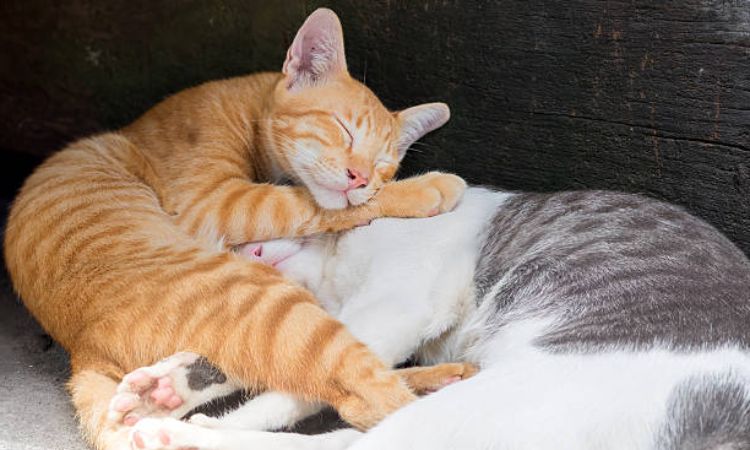 How Many Hours Do Senior Cats Sleep?