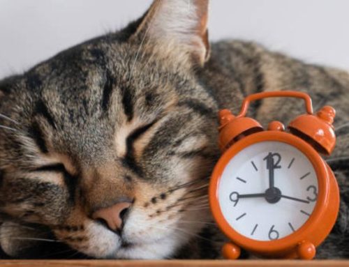 How many hours a day do cats sleep by age